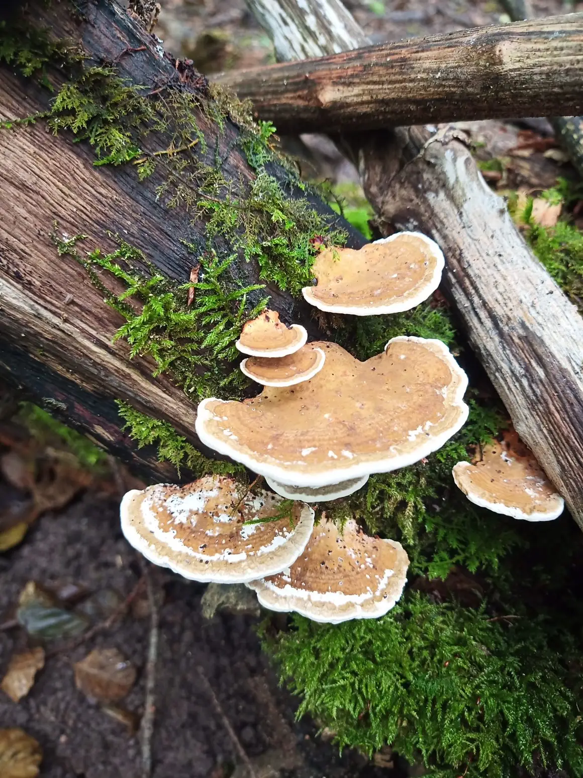 Zwammen op liggend dood hout.