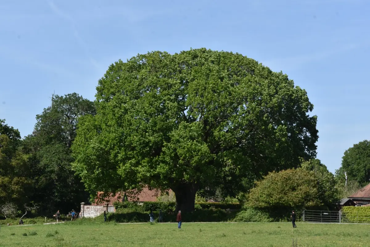 Grote boom met ronde kroon in een park.